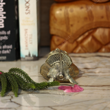 Brass Dhokra Medium Frog