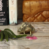 Brass Dhokra Medium Frog